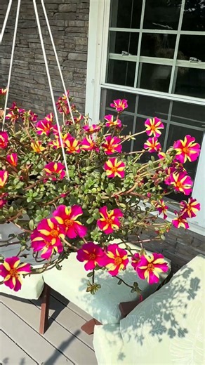 This plant is tougher than nails. Meet the Watermelon Seaglass Portulaca.