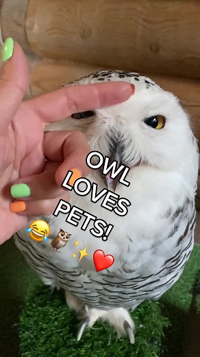 When it's been a week and it's only TUESDAY!!! 😂🦉✨❤️ (Via - @bubusha1811) #OwlTok WildlifeTok #Owls #CuteAnimals #AdorableAnimals Wildlife #Birds #OwlMemes #WildlifeMemes #FunnyOwls #PetParents #AnimalLovers #KhardashianMemes