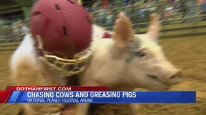 Chasing cows and greasing pigs, an annual NPF favorite