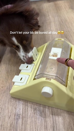 Mental Enrichment for Dogs: Engaging Dog Puzzles