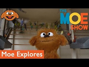 The Moe Show: Moe Explores - Pet Store