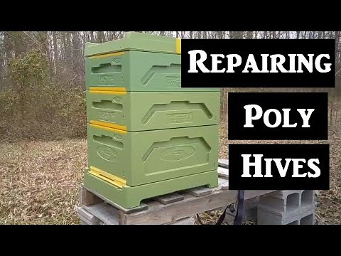🔶 Repairing Poly Hives 🐝