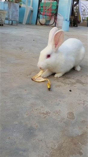 Banana Fruit Eating Rabbit