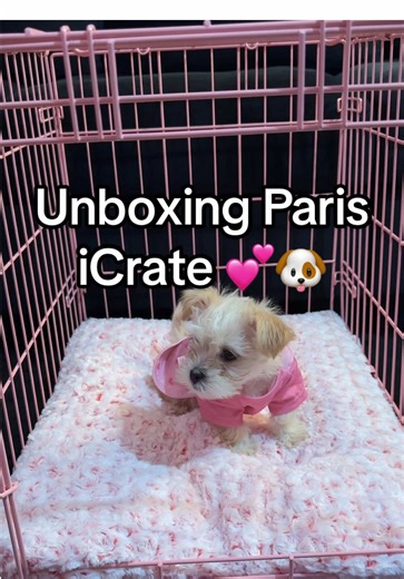 Creating a Safe Space for Puppy Training with Paris