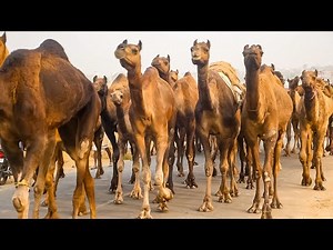 Camel herd walking Video || ऊँट का झुण्ड || unt ka jhund rajasthan india video || ऊंट का वीडियो