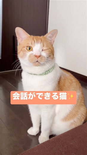 伝わってるって感じるの私だけですか🤭？ #ムーンスター #ステラ #おしゃべり猫 #ウインク猫 #保護猫 #保護猫5匹 #猫のいる暮らし #猫好きさんと繋がりたい #cutecat #cat