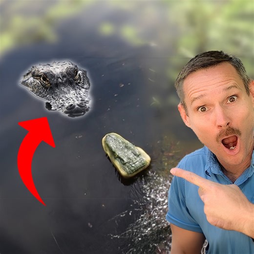 That Didn't Go According To Plan😬 Real Alligator vs. RC Alligator! | Jimmys World