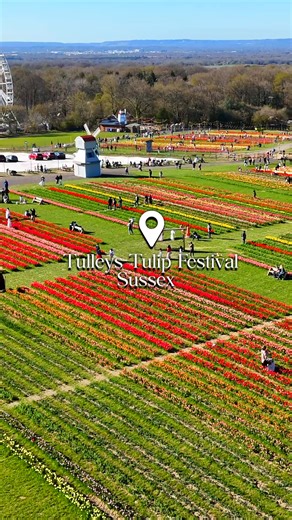 The countdown to tulip season begins. Rolling waves of colour, over 100 exquisite varieties and beautifully curated spring gardens set against the Sussex countryside. A place to wander, pause and take it all in at the UK’s No.1 Tulip Festival. Tickets are released this Saturday at 7am. 📍 Tulleys Tulip Festival - West Sussex 🎟️ TulipFarm.co.uk 🌷 | Tulleys Farm