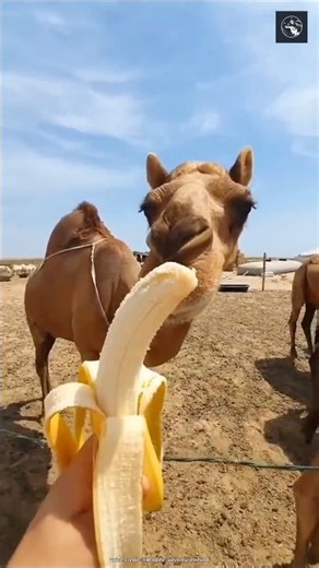 Dead camels are very dangerous