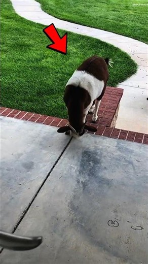 Why Fainting Goats Suddenly Fall Over When They Hear a Loud Noise!🐐