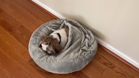 Small Dog Bed Cat Bed with Hooded Blanket, Cozy Cuddler Luxury Puppy Pet Bed, Donut Round Calming Anti-Anxiety Dog Burrow Cave Bed, Machine Washable, Anti-Slip Bottom, Gray, 23inch
