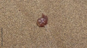 Brown jellyfish on a sandy beach