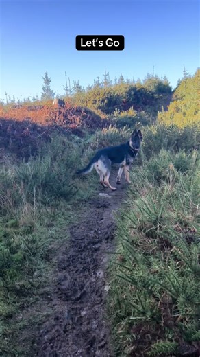 Adventures #GSD #pup #dog #home #happy