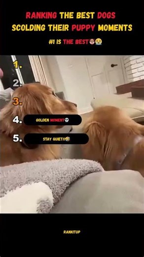 Ranking Dogs Scolding Their Puppies 🐶😂📈