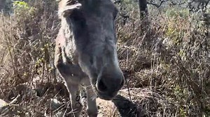 En camino a darle su manzanita al Tordillo alias Old fashion y recordando algunas enecdotas | Radiomojarra