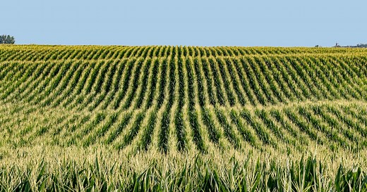 Farmers battle ‘phantom yield loss' with corn harvest
