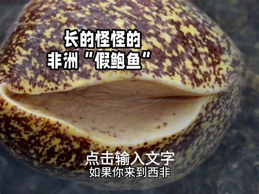 你吃的鲍鱼，居然是这种长成X的螺假扮的？【睡前软体动物学447】