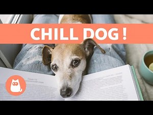 How to have a calm dog? ✅ 5 effective and easy-to-apply tips