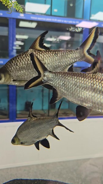 Large Silver Sharks in the Aquarium Industry