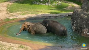 35K views · 973 reactions |  What do elephants pack for a pool...