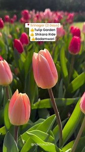 11K views · 5.2K reactions | Planning to go to Kashmir for Honeymoon?...