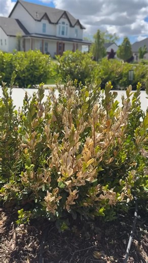 3.2K views · 31 reactions | Say goodbye to dead spots  and hello to lush green grass!  This grass spray paint is the easiest fix for patchy lawns—instant curb appeal in a can!  #LawnHack #GreenGrassGoals #BeforeAndAfter | Start at Home | Facebook