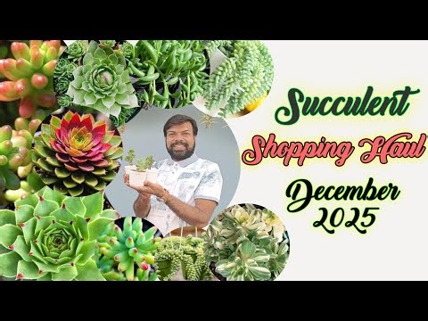 Plant Shopping Haul December 2025/Succulent Plant Shopping/Cheapest Online plant shopping