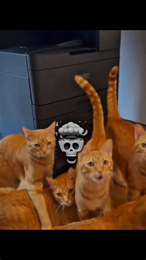 cat painter machine 🤯 #shorts #ytshorts #cat