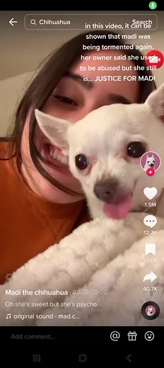 Madi the Chihuahua: Seeking Justice