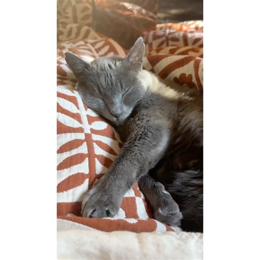 Allison Tolman on Instagram: "Just a few seconds of the most perfect creature in existence. 💙"