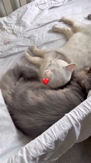 They Took Over the Baby’s Room 😳🐱❤️🇬🇧