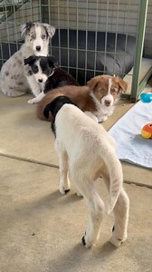 Baby lamb meets baby Border Collies. #bordercollie #bordercolliepuppies #bordercolliepuppy #puppies #BorderColliesOfInstagram | Contact Point Border Collies