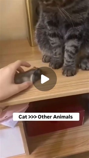 Meow | Why Cats Reign Supreme Among Animals? "How does the cat's adaptability enable it to thrive in diverse environments, from urban cities to... | Instagram