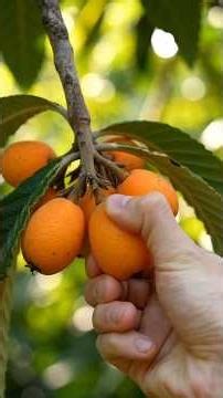 Loquat Life Cycle Time Lapse (Seed to Fruit) & Quran Recitation | Surah Ar-Ra'd Verse 4