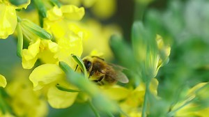 Bee pollinating a yellow flower  - Free Stock Video