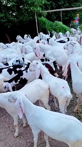 321K views · 2.6K reactions | 100 bakra rajanpuri bakra 2022 Bakra Eid ka season lagaen 03354746487 | Sabir Goat Farm | Facebook