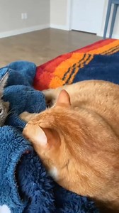 1.9M views · 28K reactions | Elle trouve un bébé lynx et finit par l’adopter #france #pourtoipage #animaux | Klaasstraat - Prônkstraot in Venlo | Facebook