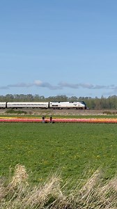 14K views · 411 reactions | Every spring, Washington State’s Skagit Valley is filled with colorful tulips and daffodils. Located about 60 miles north of Seattle, Amtrak Cascades provides a traffic free journey right to Mount Vernon - gateway to the Tulip Festival. Here, northbound train 516 is passing a field of colorful tulips just south of Mount Vernon on a beautiful day in late April, 2025. #trains #amtrak #travel #skagitvalley #railroads | Coasterfan2105 | Facebook