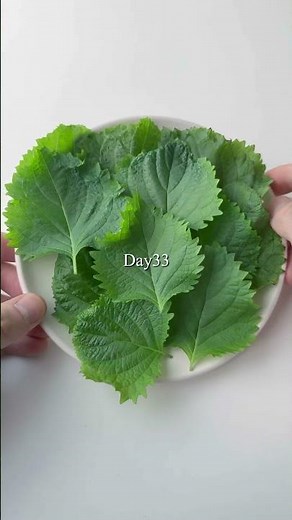 Two ways to increase the amount of perilla leaves