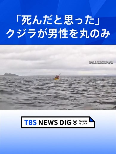 クジラが男性をカヤックごと丸のみ「死んだと思った」 南米・マゼラン海峡 #tbsニュース #tiktokでニュース