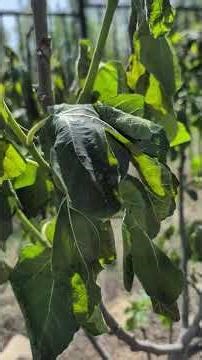 Spring frost damage to fig trees