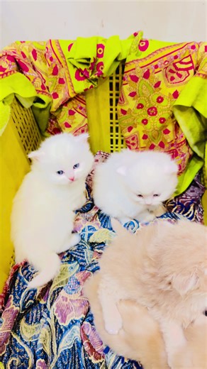 Discover Heartwarming Kitten Love Moments