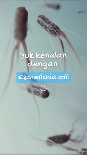 Selama liburan udah jajan apa aja? Jangan lupa perhatikan kebersihan makanan kalian ya! Jangan sampai terserang bakteri E. coli dan jadi diare ya 😨🤢 Bakteri ini biasanya digunakan untuk indikator pencemaran pangan dan tempat yang kurang bersih. Yuk yang mau penelitian, checkoutnya di AGAVILab aja ya! #ecoli #foodtech #foodsafety #RnD #mikroskop #bakteri #zoom #microbiologist #bacteriology #mememicrobe #bacteria #research #researcher #science #sciencefacts #scientistsoftiktok
