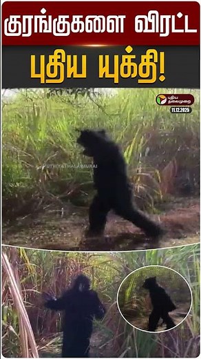 குரங்குகளை விரட்ட புதிய யுக்தி! | #uttarpradesh | #monkey | #viralvideo | #shorts