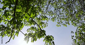 a flowering chestnut tree in the spring season, a spring park with chestnuts with flowers and with the first green foliage in sunny weather Stock Video