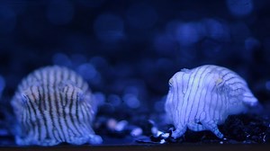 Are those squid wearing pajamas? No! They're cuttlefish. This animal is called a striped pajama squid, but it’s actually a cuttlefish. Confusing? Yes. Cute? Definitely. Find these animals in our Tropical Pacific Jewels. #AOPcephalopods | Aquarium of the Pacific