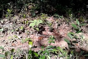 2.4K views · 169 reactions | Indian rock python (Python molurus)...