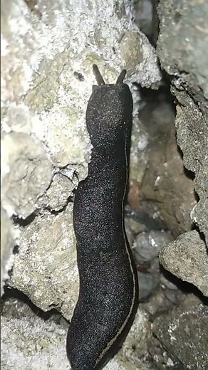 Discover the Legendary Traits of Godzilla's Unique Animals