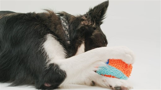 Playfull Border Collie dog playing with a toy ball - Free Stock Video