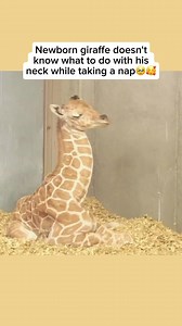 30K views · 220 reactions | Baby giraffes often struggle to sleep...